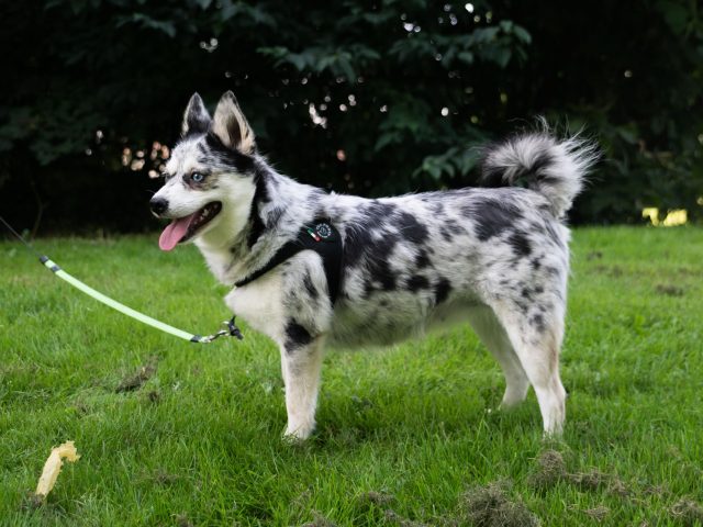 Happy Pomsky - Demy F1