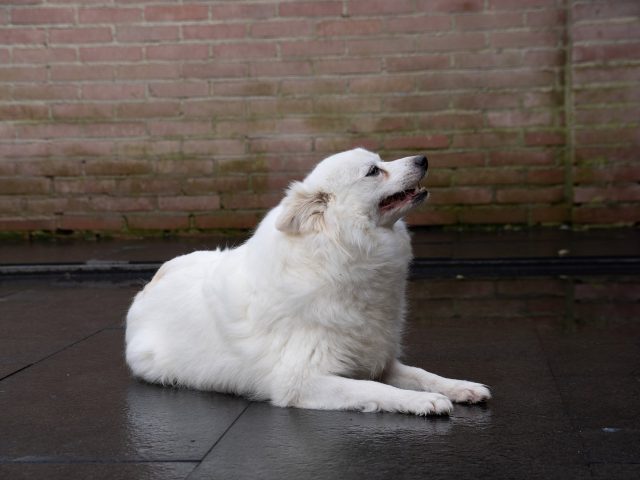 Happy Pomsky Witje F2